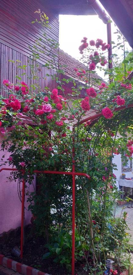 Casa Boierului Imbri Vila Cîrţişoara Exterior foto